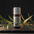 Huile Essentielle d'Eucalyptus Radié BIO — 10ml · HEBBD